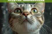 揭秘猫咪面部结构，为什么猫不发腮？