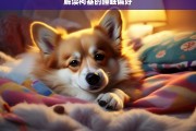 解读柯基的睡眠偏好，柯基的睡眠偏好解读