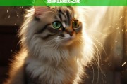 猫咪的凝视之谜，猫咪凝视之谜探秘