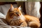 猫与床的不解之缘，猫与床的奇妙羁绊