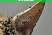 关于猫耳朵脏的探究，猫耳朵脏的原因及应对探究