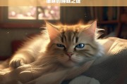 猫咪的睡眠之谜，揭秘猫咪的睡眠之谜