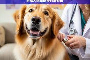 泰迪犬疫苗接种的重要性，泰迪犬疫苗接种，重要性不可忽视