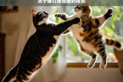 关于猫打架原因的探究，猫打架原因探秘