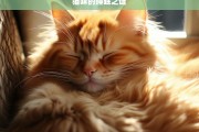 猫咪的睡眠之谜，探索猫咪的睡眠之谜