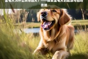 金毛犬的起源与独特技能，为何被称为寻回犬？