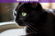 探究猫睡猫砂盆的原因，猫为何睡在猫砂盆里