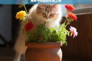 猫咪与花盆的不解之缘，猫咪与花盆的奇妙缘分