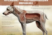 犬类皮肤松弛的生物学机制与进化适应性研究