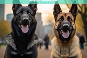 解析警犬为何不用边牧，警犬不用边牧的原因解析