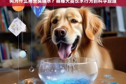 狗用舌头喝水的科学原理揭秘