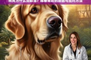 狗狗流眼泪的原因与应对方法全解析