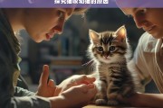 探究猫咬幼猫的原因，猫咬幼猫原因探究