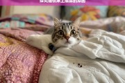 探究猫在床上撒尿的原因，猫在床上撒尿原因探究