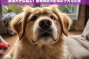 泰迪犬为何如此粘人？深度解析其依恋行为与心理动机