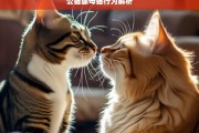 公猫舔母猫行为解析，公猫舔母猫行为探秘