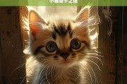 小猫胡子之谜，探索小猫胡子之谜