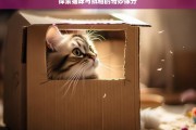 探索猫咪与纸箱的奇妙缘分，猫咪与纸箱的奇妙缘分探索