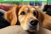 狗狗为何喜欢靠着人？揭秘宠物狗依偎行为的背后原因