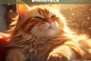 猫与阳光的不解之缘，猫与阳光，不解之缘