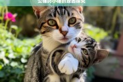 公猫叼小猫的原因探究，公猫叼小猫原因之析