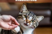 探究猫猫喜欢咬人的原因，猫猫为何喜欢咬人