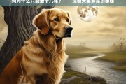 揭秘犬类寿命，为何狗的平均寿命只有十几年？