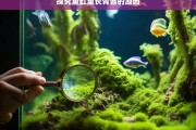 探究鱼缸里长青苔的原因，鱼缸青苔成因探究