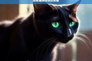 探索猫咪闻你的奥秘，猫咪为何闻你