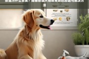 泰迪犬体味揭秘，原因分析与有效解决方法