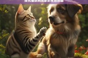 探究猫抓狗现象的背后原因，猫抓狗现象的背后原因探究