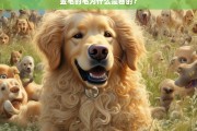 金毛犬毛发卷曲的原因解析