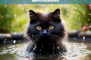 猫咪与水的恩怨情仇，猫咪与水的爱恨纠葛