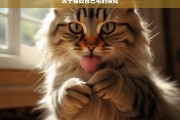 关于猫咬自己毛的探究，猫咬自己毛现象探究