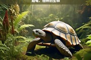 陆龟，独特的生物，陆龟，独特的生物奇观