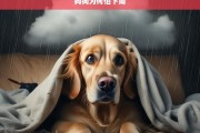 狗狗为何怕下雨，狗狗怕下雨的原因