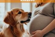 狗为何喜欢孕妇，狗为何喜欢孕妇