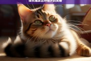 探究猫发出呼噜声的奥秘，猫呼噜声的奥秘探究