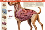 狗肚子里为什么有虫子？——解析犬类寄生虫感染的原因与防治