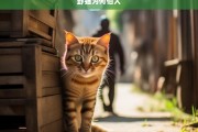 野猫为何怕人，野猫怕人的原因