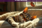 关于猫白天睡觉的探究，猫白天睡觉现象探究