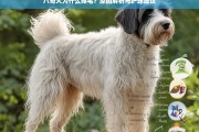 八哥犬掉毛原因解析及有效护理建议