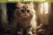 小猫为什么怕人？揭秘猫咪胆小背后的原因