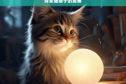 探索猫胡子的奥秘，猫胡子的奥秘探索