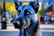 解读马犬的独特魅力，马犬的独特魅力解读