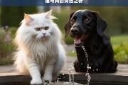 猫与狗的清洁之析，猫与狗的清洁差异分析