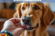 狗为什么喜欢轻轻咬手的探究，狗喜欢轻轻咬手的原因探究