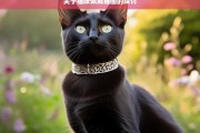 关于猫咪佩戴猫圈的探讨，猫咪佩戴猫圈之探讨