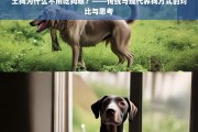 土狗为何无需狗粮？传统与现代养狗方式的对比与反思