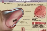 狗狗耳螨成因探究，狗狗耳螨成因分析